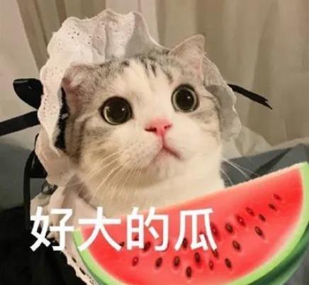 娱乐吃瓜君小猫咪